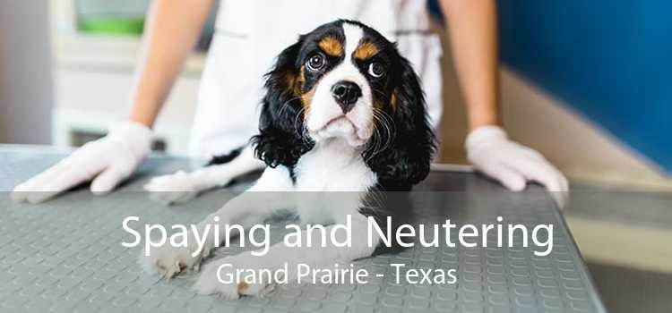 Spaying and Neutering Grand Prairie - Texas