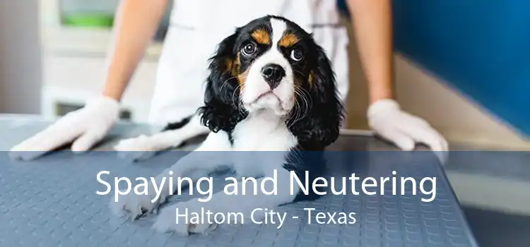 Spaying and Neutering Haltom City - Texas
