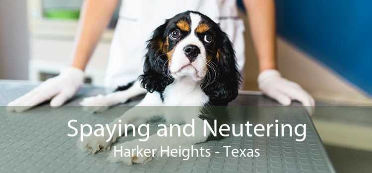 Spaying and Neutering Harker Heights - Texas