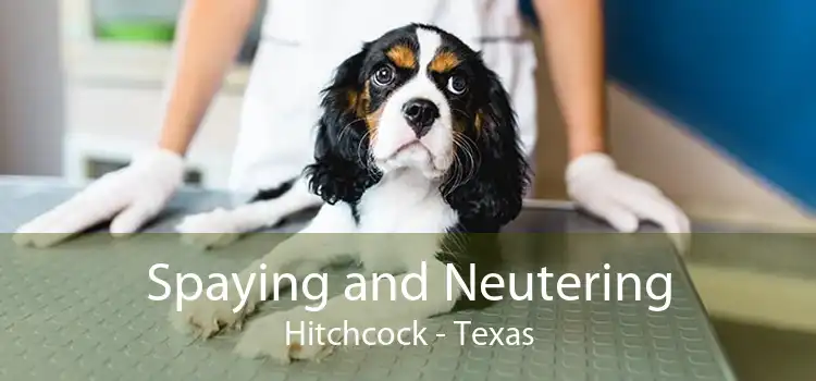 Spaying and Neutering Hitchcock - Texas