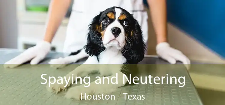 Spaying and Neutering Houston - Texas