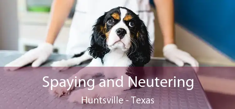 Spaying and Neutering Huntsville - Texas