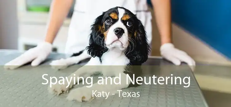 Spaying and Neutering Katy - Texas