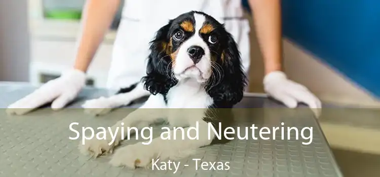 Spaying and Neutering Katy - Texas