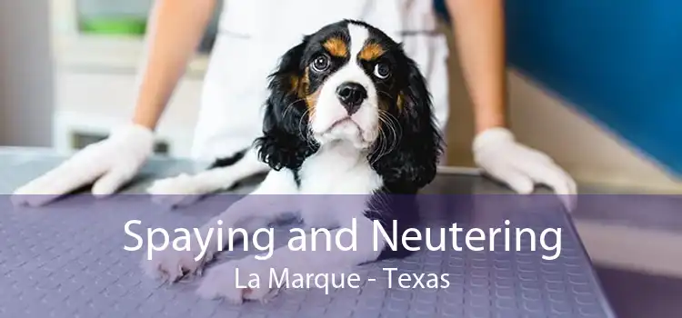 Spaying and Neutering La Marque - Texas