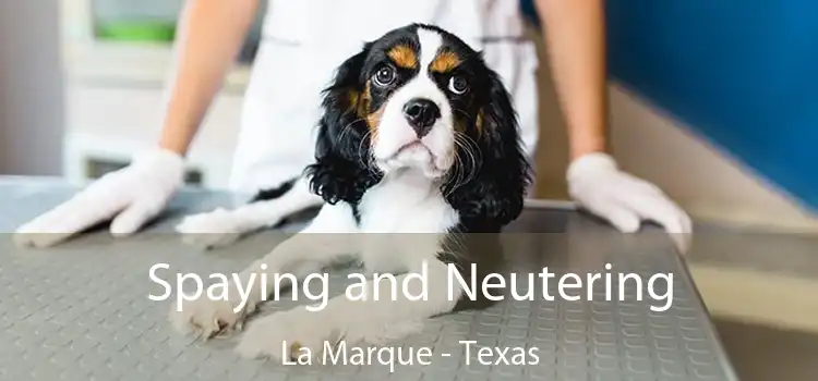 Spaying and Neutering La Marque - Texas