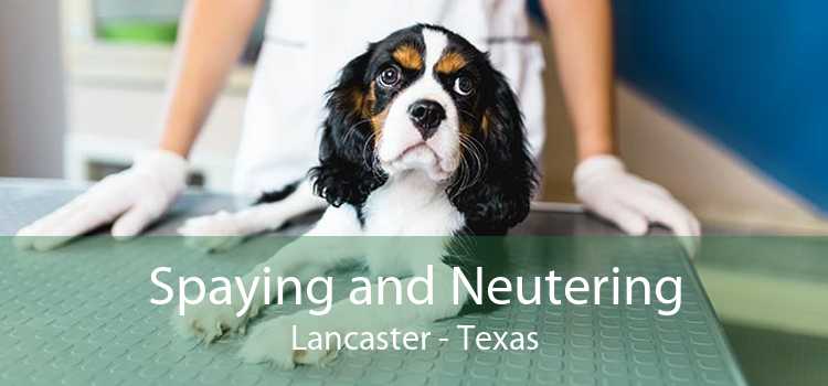 Spaying and Neutering Lancaster - Texas