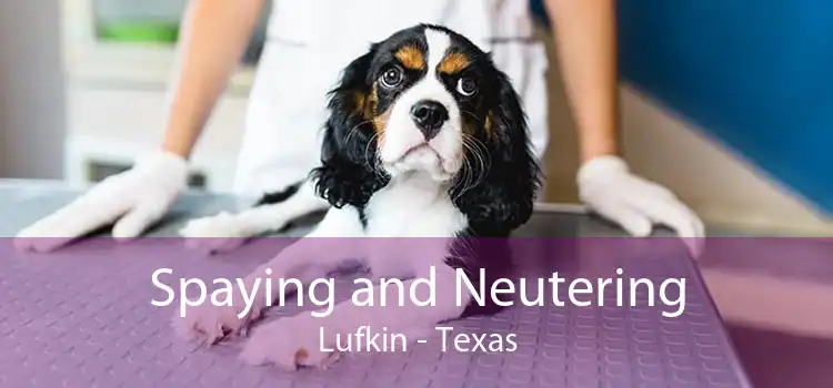 Spaying and Neutering Lufkin - Texas