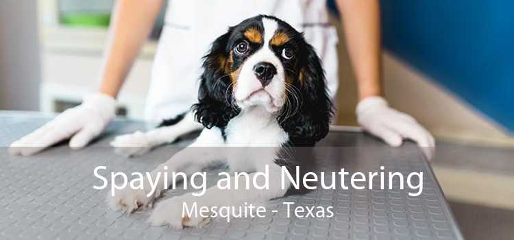 Spaying and Neutering Mesquite - Texas