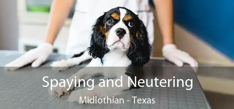 Spaying and Neutering Midlothian - Texas