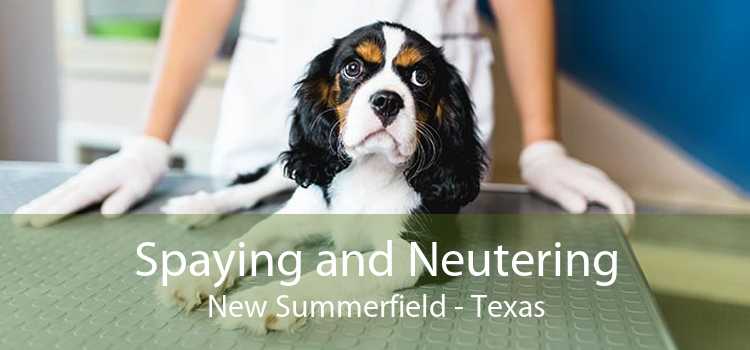 Spaying and Neutering New Summerfield - Texas