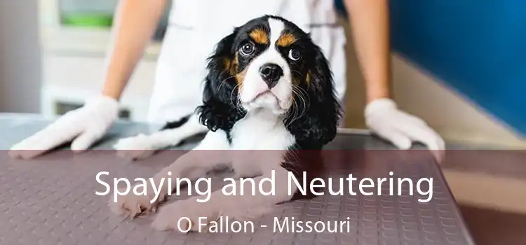 Spaying and Neutering O Fallon - Missouri