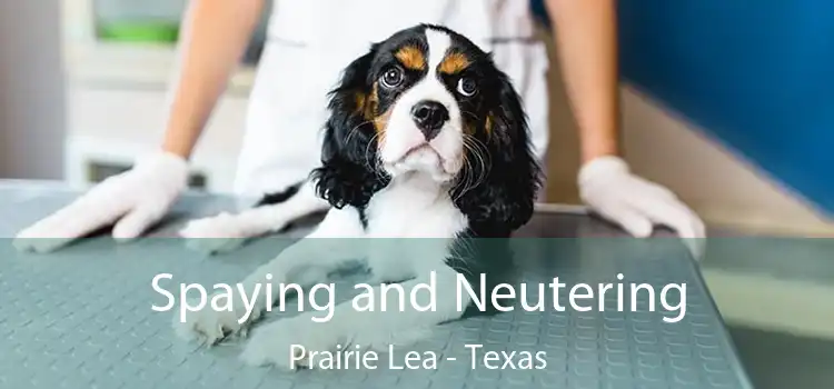 Spaying and Neutering Prairie Lea - Texas