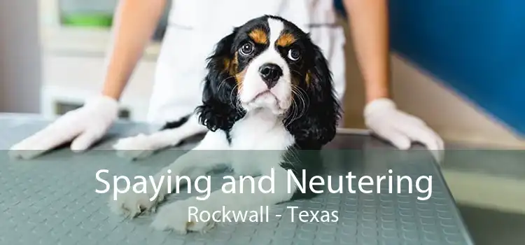 Spaying and Neutering Rockwall - Texas