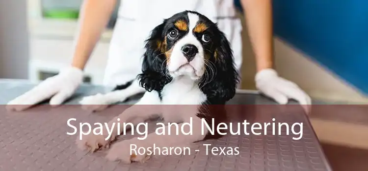 Spaying and Neutering Rosharon - Texas