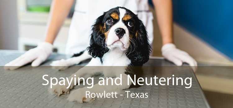 Spaying and Neutering Rowlett - Texas