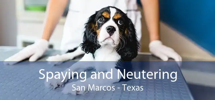 Spaying and Neutering San Marcos - Texas