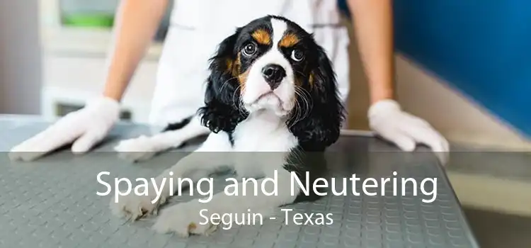Spaying and Neutering Seguin - Texas