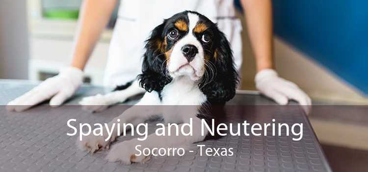 Spaying and Neutering Socorro - Texas