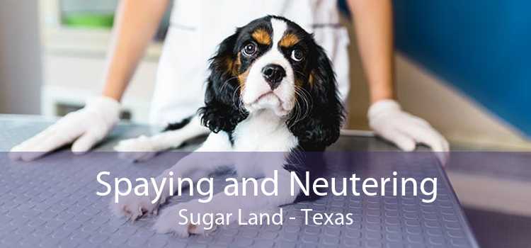 Spaying and Neutering Sugar Land - Texas