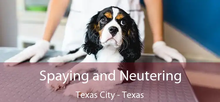 Spaying and Neutering Texas City - Texas