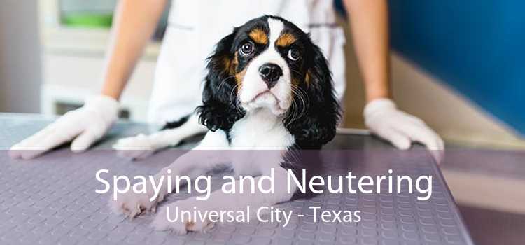 Spaying and Neutering Universal City - Texas