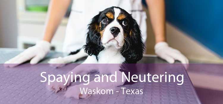 Spaying and Neutering Waskom - Texas