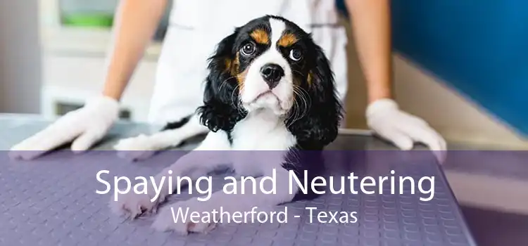 Spaying and Neutering Weatherford - Texas