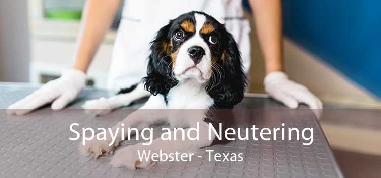 Spaying and Neutering Webster - Texas