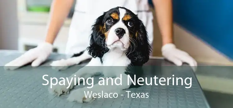 Spaying and Neutering Weslaco - Texas