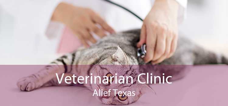 Veterinarian Clinic Alief Texas