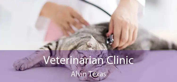 Veterinarian Clinic Alvin Texas