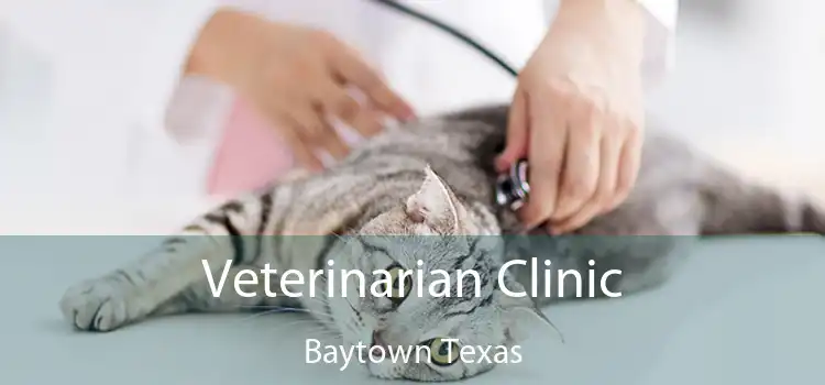 Veterinarian Clinic Baytown Texas