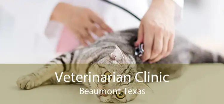 Veterinarian Clinic Beaumont Texas