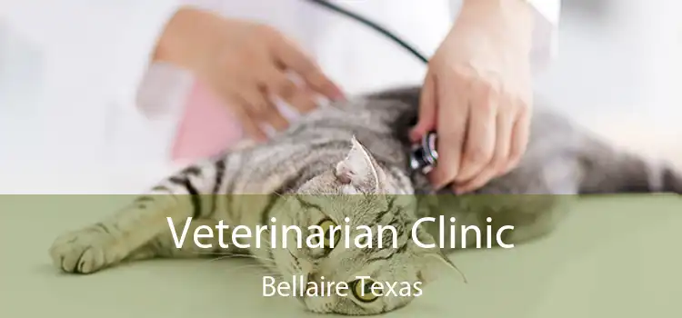 Veterinarian Clinic Bellaire Texas