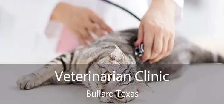 Veterinarian Clinic Bullard Texas