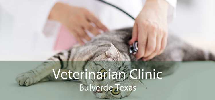 Veterinarian Clinic Bulverde Texas