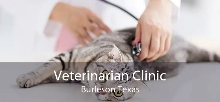Veterinarian Clinic Burleson Texas