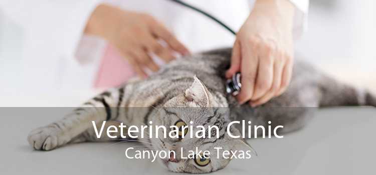Veterinarian Clinic Canyon Lake Texas