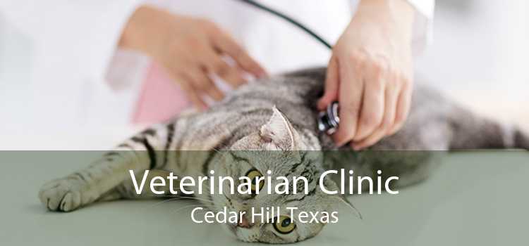 Veterinarian Clinic Cedar Hill Texas