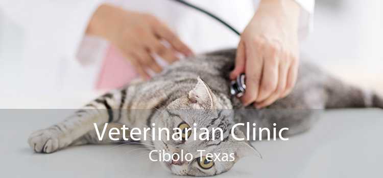 Veterinarian Clinic Cibolo Texas