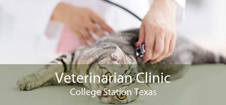 Veterinarian Clinic College Station Texas