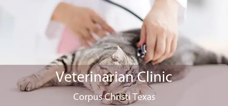 Veterinarian Clinic Corpus Christi Texas