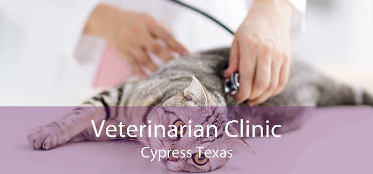 Veterinarian Clinic Cypress Texas