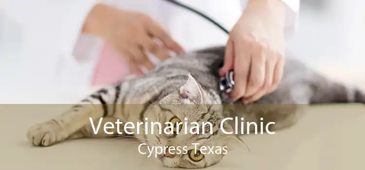 Veterinarian Clinic Cypress Texas