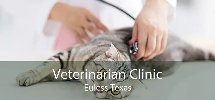 Veterinarian Clinic Euless Texas