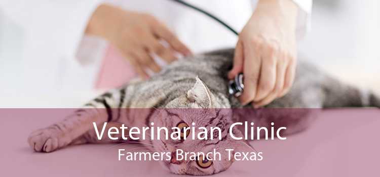 Veterinarian Clinic Farmers Branch Texas