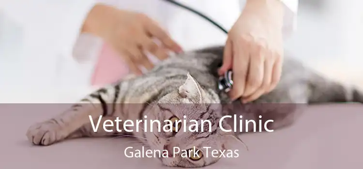 Veterinarian Clinic Galena Park Texas