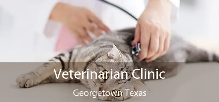 Veterinarian Clinic Georgetown Texas