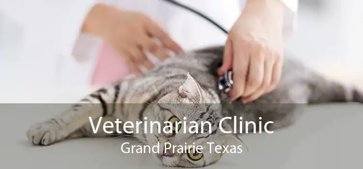 Veterinarian Clinic Grand Prairie Texas